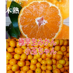 特典付】地元の方もニッコリみかん小玉❢木成り収穫！極早生みかん【2S～Sサイズ】