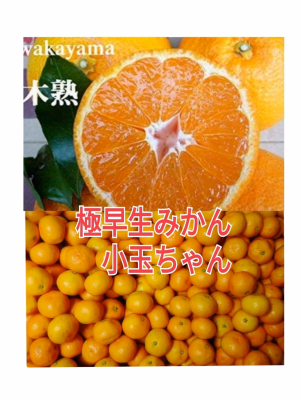 特典付】地元の方もニッコリみかん小玉❢木成り収穫！極早生みかん【2S～Sサイズ】