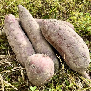 ●さつまいも●暖かい甘さと香り 農薬不使用！！