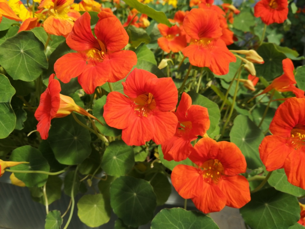 食べるお花 ナスタチウム 農家漁師から産地直送の通販 ポケットマルシェ