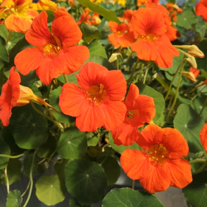 ✿食べるお花✿ナスタチウム