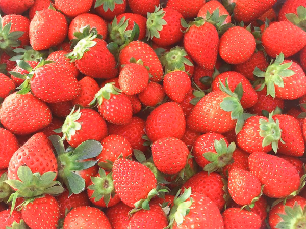 《パクパクが止まらない♪》小粒ちゃんイチゴ　埼玉県羽生市産