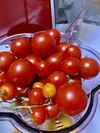【7月下旬より発送】ミニトマト　1kg・500g　化学肥料・農薬不使用　青森県産