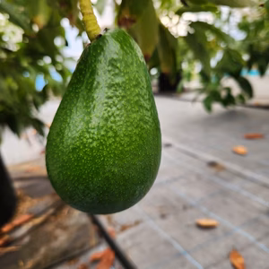 国産アボカド(ベーコン2個、エッティンガー各1個、サンミゲル1個)計4個