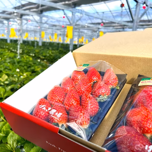 《高ビタミンC含有、酸味甘みのバランスが良い》　おいCベリー280g×2パック