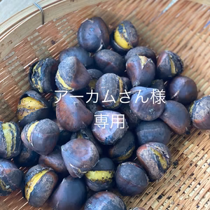 アーカムさん様専用　丹波産氷蔵熟成栗　銀寄、筑波
