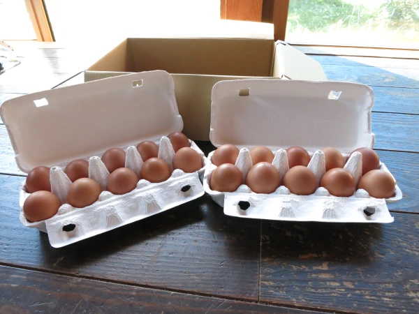 河内山養鶏場の卵（Mサイズ2０個）