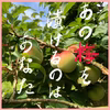 訳あり　SーL  南高梅　青梅