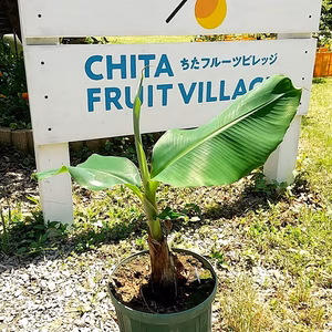 万助バナナ苗