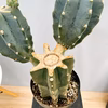 ［在庫］　柱サボテン　鬼面角 ブランチ　6号　観葉植物　室内　多肉植物　ユニーク