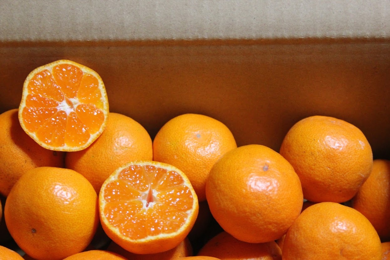 みかん 小玉の産直通販・お取り寄せ商品｜ポケットマルシェ｜産地直送