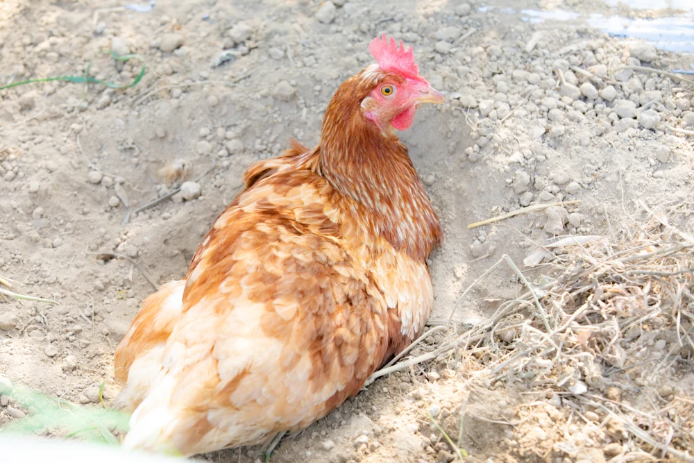 20個入　北海道ハッピープレイス　放し飼いコッコちゃんのハッピーたまご