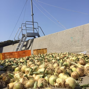 送料無料モニター8人限定価格新玉ねぎ5kg段々畑潮風育ち地域注意