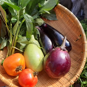 【農薬不使用！季節の野菜セット】野菜好き以外もようこそ！