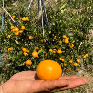 ゆら早生みかん　有機肥料使用　熊本県河内産