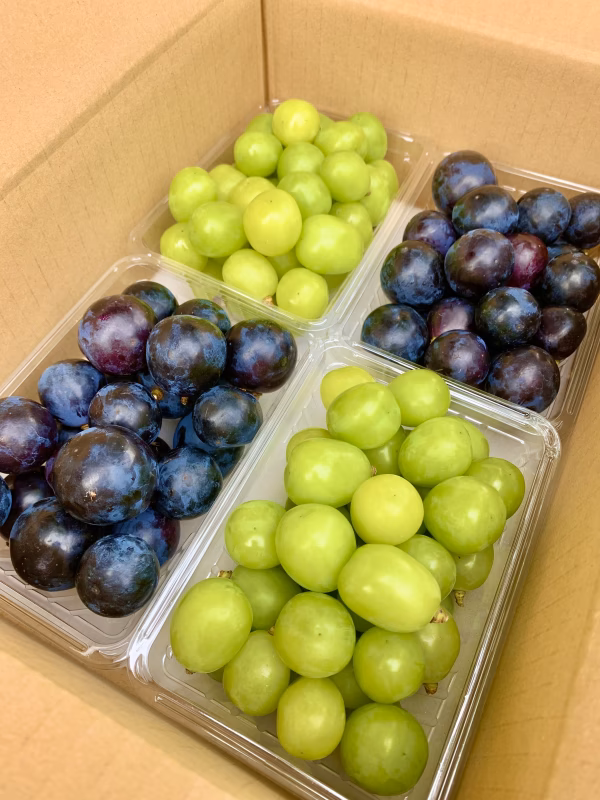 信州 "粒盛り"『シャインマスカット×ナガノパープル』食べ比べ