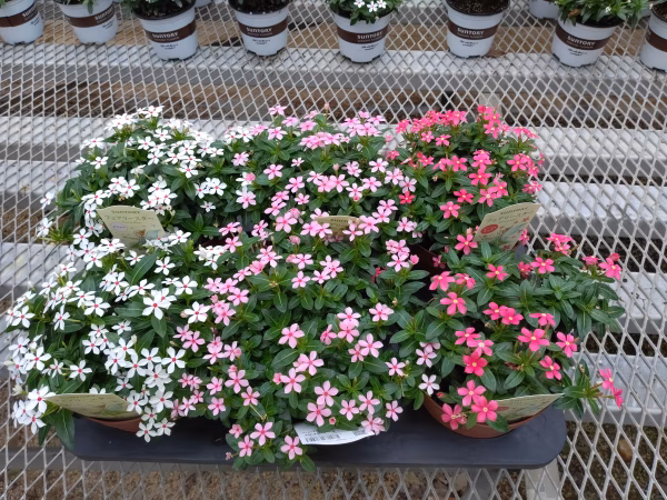 ニチニチソウ　フェアリースター　5号鉢6個入