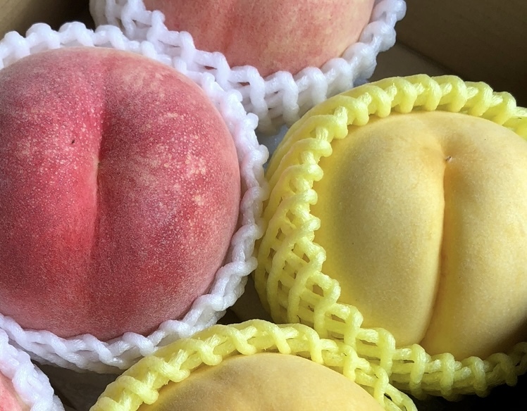 [2025年産]桃 “川中島白桃“&“黄金桃“2色食べ比べ[家庭用]BOX 約1.7kg(5〜8個)