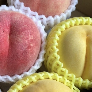 8月下旬発送　桃　“川中島白桃“&“黄金桃“２色食べ比べ《家庭用》BOX 