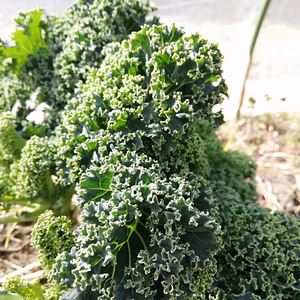 カーリーケール