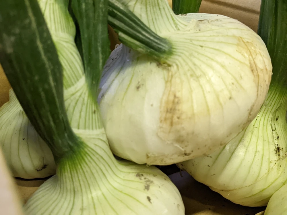 オトナの新たまホワイトオニオン【農薬不使用】（静岡県産）