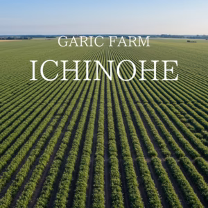 【最終販売3/9〆切】にんにくの王様　青森にんにく『白玉王』最高規格　特大玉