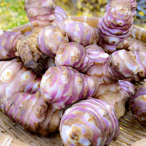 ＜定期便＞産直 菊芋500g～ 自然栽培 紅菊芋 赤菊芋 イヌリン 無農薬