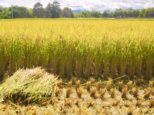 令和7年度産《一等米》低農薬栽培【ゆめぴりか】美味しさに定評有り！5kg（精米）