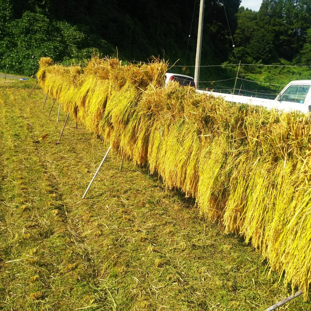 無農薬ではさかけの自然栽培玄米餅✨信州諏訪湖の畔の山あいの田んぼから