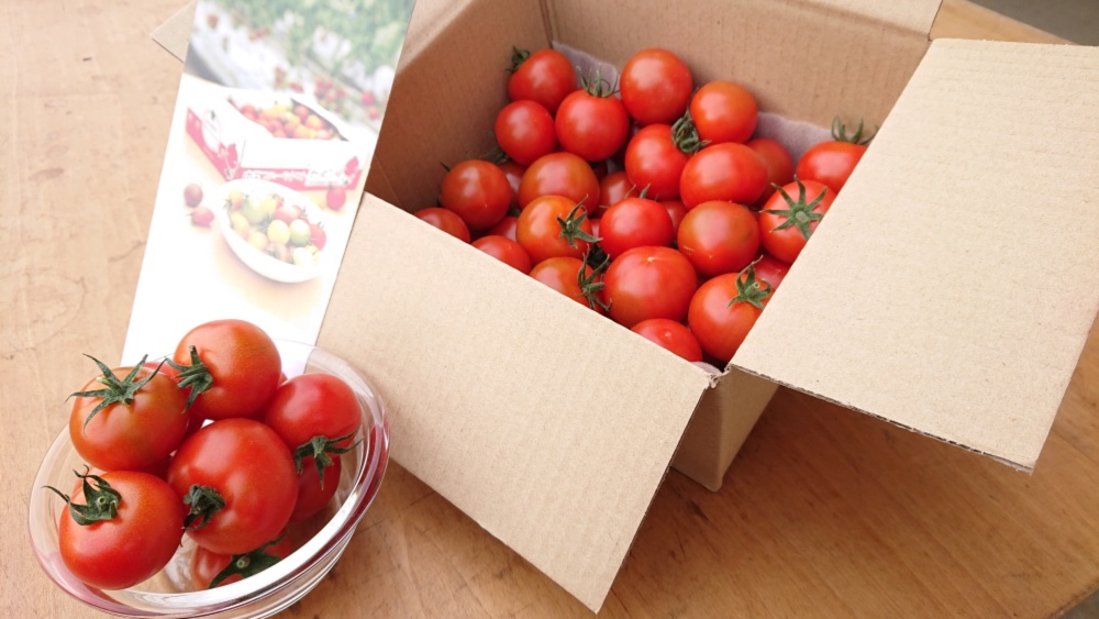 Z1】中玉フルーツトマト 華おとめ お試し1㎏ ｜トマトの商品詳細