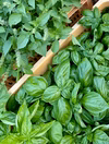 【有機JAS認証】スウィートバジル・ホーリーバジル・シナモンバジル　