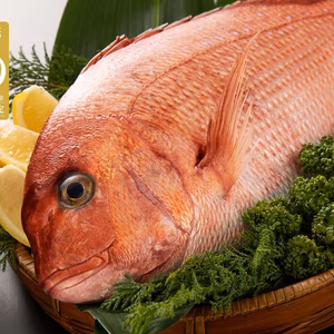【魚の王様！】初春の記念日などのお祝いは縁起の良い絶品真鯛を贈り鯛！