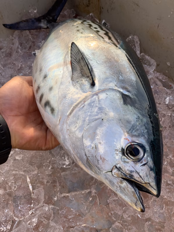 お待たせしました‼️　全身トロの“幻の魚”　　⭐️養殖魚の新星⭐️媛スマ❗️