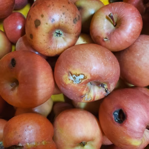 加工用こうとく　