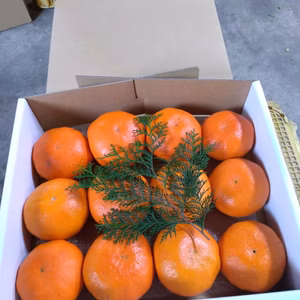 贈答用 甘平〜プリプリ食感〜(12個入）