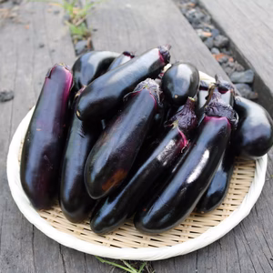 【漬け物に最適♪】真仙中長茄子
