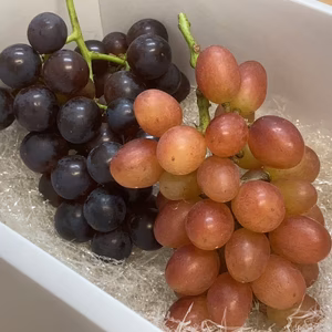 冬ぶどうの季節がやってきた＾＾お家ぶどうおまかせ1キロセット　