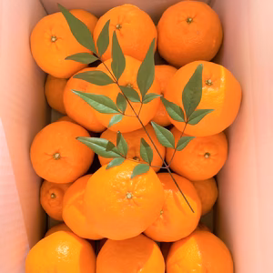 ★北海道・沖縄県・離島以外　ポンカン5kg多め　２L　贈答用　高知県産★