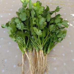 無農薬パクチー(根付き)500g 