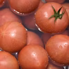 ◾️糖度8度以上◾️フルーツトマトLサイズ※沖縄離島発送不可
