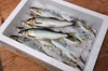 【父の日ギフト】【生鮮】旨みが特徴の「信州あゆ」少し大きめ２Lサイズ10尾入