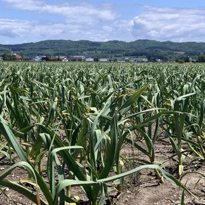 にんにく　3L　1㎏