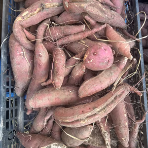 ワケアリさつまいも　紅はるか　100〜400g／本　くらい