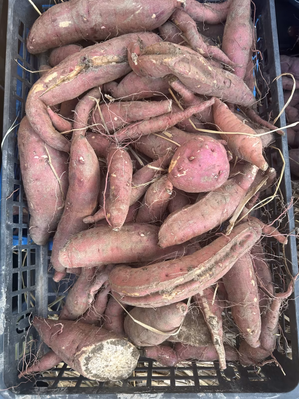 ワケアリさつまいも　紅はるか　100〜400g／本　くらい
