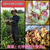 残りわずか！農薬・化学肥料不使用！こだわり新生姜
