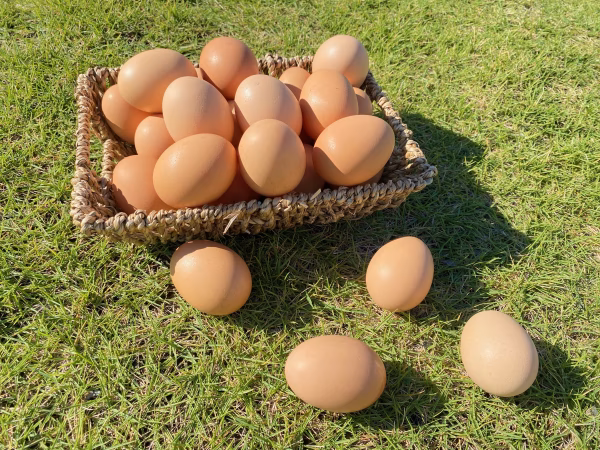 福地鶏のふくたまご25個(規格外55g以下)
