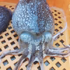 生出荷コウイカ 2kg（約3-4杯）～4kg シリヤケイカ 朝獲り発送 刺身