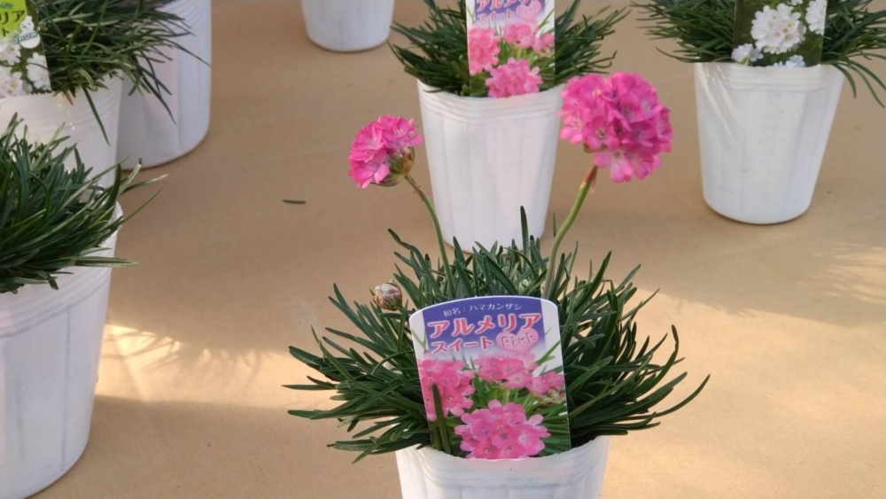 アルメリア スイートピンク 農家漁師から産地直送の通販 ポケットマルシェ