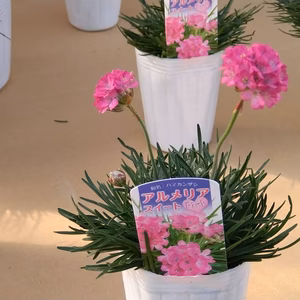 アルメリア スイートピンク