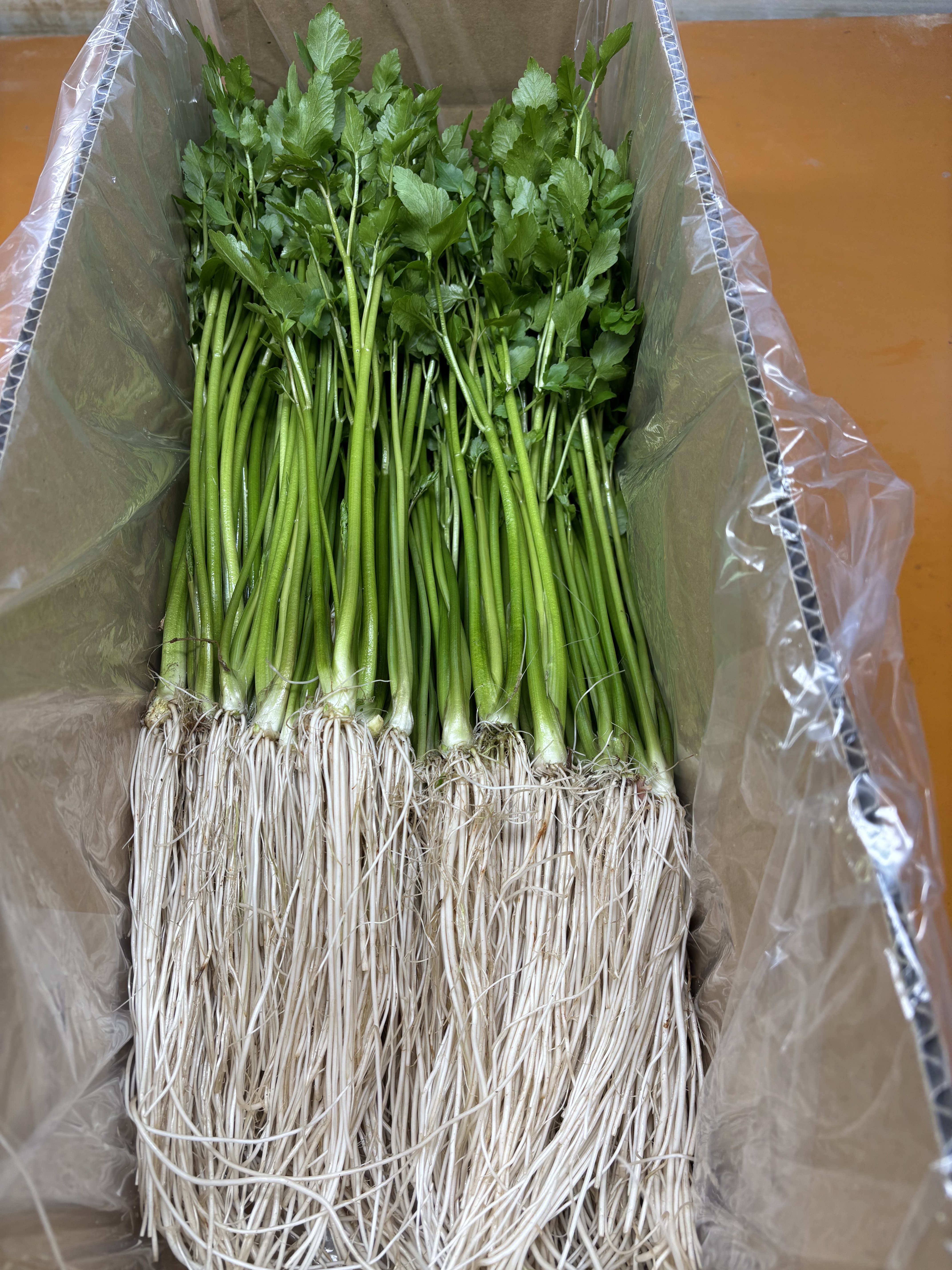 根っこが主役！湯沢市産『三関せり』 500g｜せりの商品詳細｜ポケット